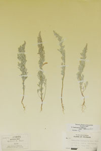 Herbarium Sheet of 